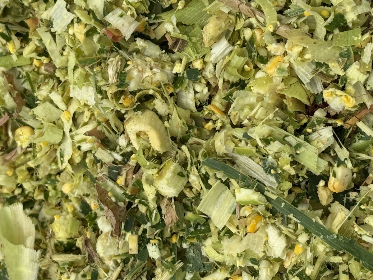Khamarvest corn silage packed in a 50 kg airtight bag