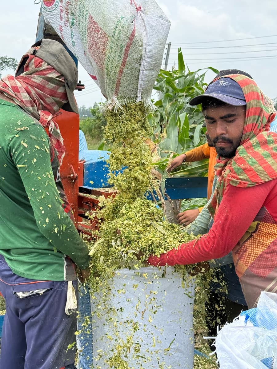 কুচি করা ভুট্টা সাথে সাথে বস্তায় ভরা হচ্ছে, খামারভেস্ট সাইলেজ